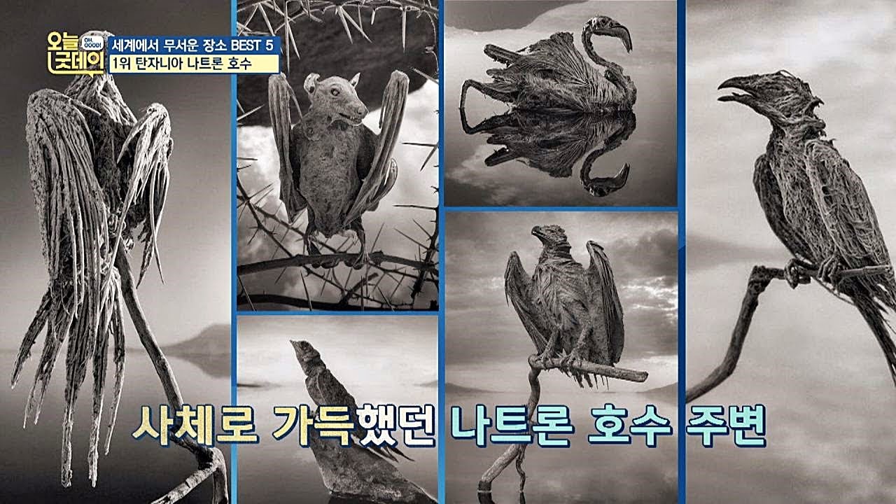 [죽음의 호수] 사체들 가득한 ′탄자니아 나트론 호수′ O0O；； 오늘， 굿데이(goodday) 141회