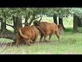 Highland bulls spectacular fighting - Terlet, The Netherlands