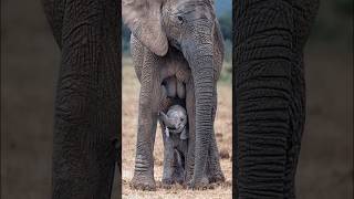 هذا الفيل يخاف على ابنة حتى من عيون السياح !