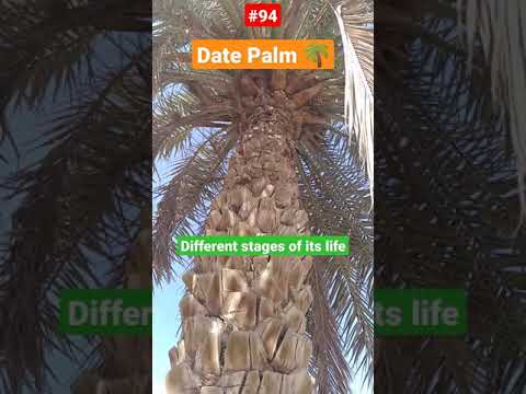 Video: Penanaman Kembali Ponytail Palm: Kapan Dan Bagaimana Cara Mencangkok Pohon Palem Ponytail