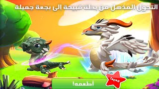 لعبة تنانين اسطورية - هكذا استطعت الحصول على تنين البطة الغير قبيحة - Dragon Mania Legends