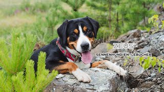 Entlebucher sennenhund Zeus 2019