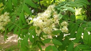 Sorbus domestica jeřáb domácí oskeruše