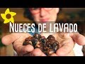 NUECES DE LAVADO. QUÉ SON Y CÓMO USARLAS