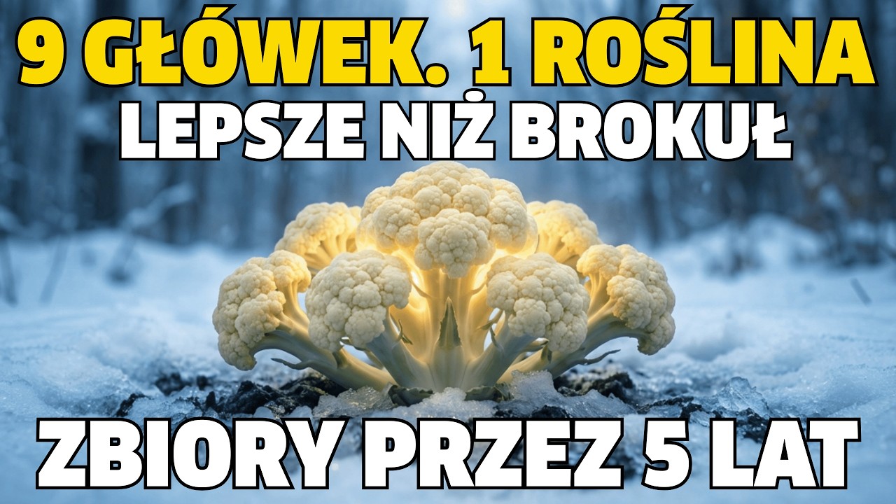 Lepszy niż brokuły. „Nieśmiertelny” kalafior, który zbierasz przez 5 lat.