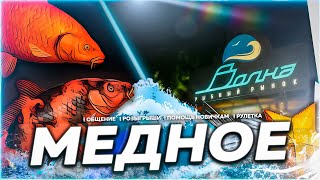 ⭐СТРИМ РР4 | ПОЛНЫЙ садок КОИ за СТРИМ - СДЕЛАЕМ ? | 🎁 Призы В Рулетке!