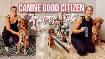 Canine Good Citizen - Everything You Need To Know About The Test