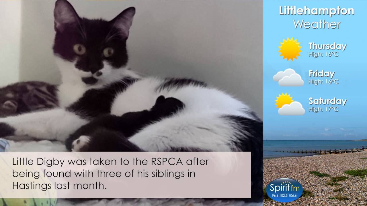 Kitten Survives 80 Mile Trip To Sussex Spirit Fm Video News Youtube 