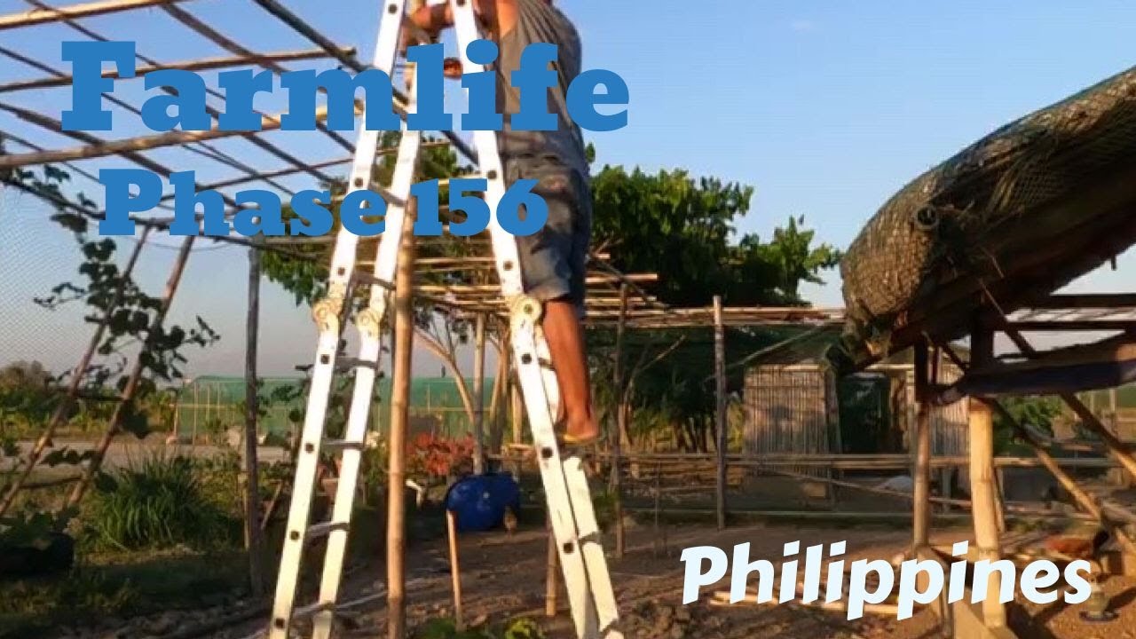 Farmlife Phase V156 || MPG IMPROVED BALAG TOP GRILLES - YouTube