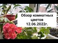 #комнатные_растения Обзор комнатных растений 12.06.2022г.