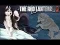 The pawprints of a lost sled dog team  the red lantern  10