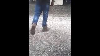 Panggah masok Pak Eko