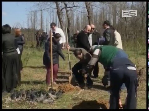 გამწვანების აქცია ქობულეთში