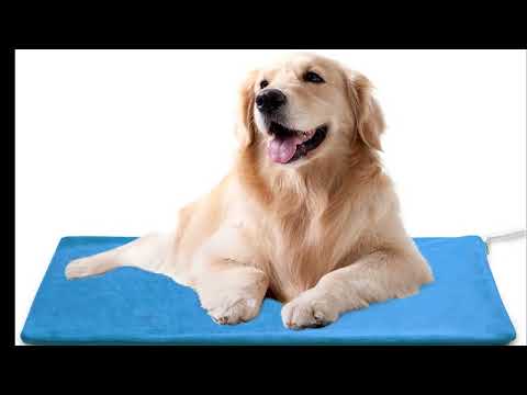 Video: 5 Summertime Water-Safety Musts for Pets