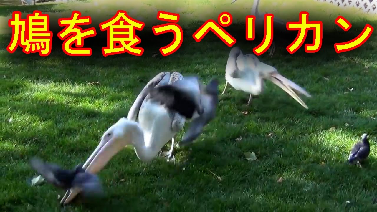 ハトの踊り食いするペリカン ペリカンvs鳩 Youtube