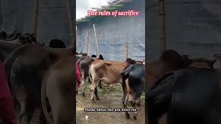 কোরবানির নিয়ম / The rules of sacrifice