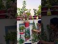 #gardening #indoorgarden #plantsofindia #terracegarden India #home #garden #plants