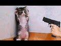 Funniest animals 2022  funniest cats and dogs  part 07  pets hub