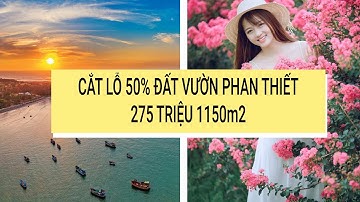 Review lô đất vườn 275 triệu 1150m2 ven Phan Thiết giá rẻ có gì đẹp mà hot đến thế