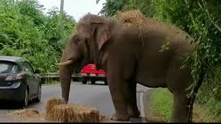 How toll be paid when drive pass elephant area