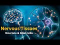 Understanding Nervous Tissue