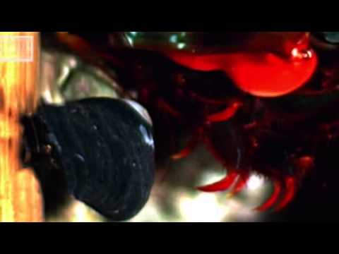 Slow Motion mantis shrimp and pistol shrimp Self Defence