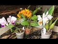 Королевы января 2020. Цветение орхидей ванда, каттлея, дендробиум, башмачки, толумнии и др орхидеи.