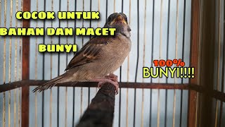 Pancingan Burung Gereja Memanggil Lawan Auto Bunyi
