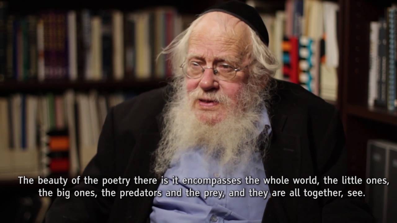 Rabbi Steinsaltz: "The Lions Cry, Too"