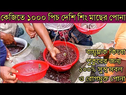 ভিডিও: সিগ মাছের জাত: নাম এবং ফটো সহ একটি তালিকা