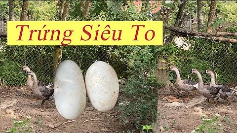 Nhặt Trứng Ngỗng Siêu To. #doanvanbau #namkhumcoop 