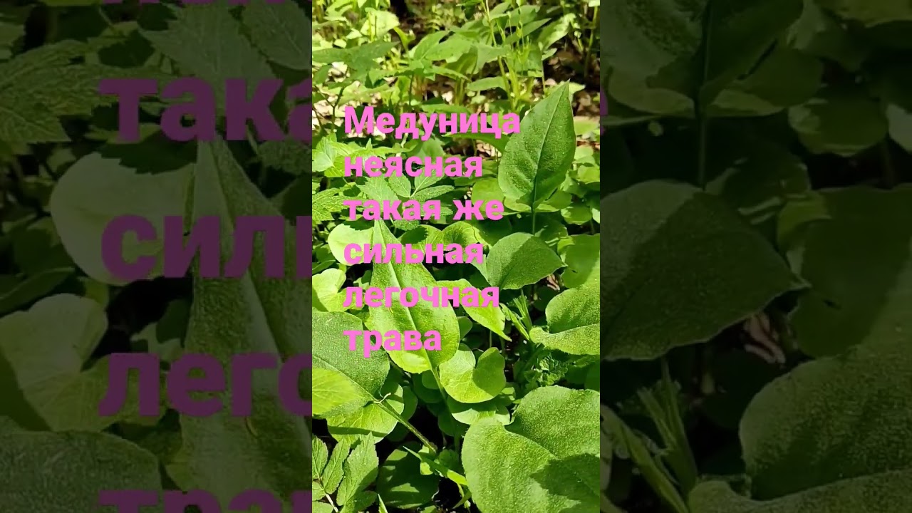 медуница неясная