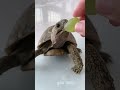 Nature's Beautiful Animals Growth Journeys!