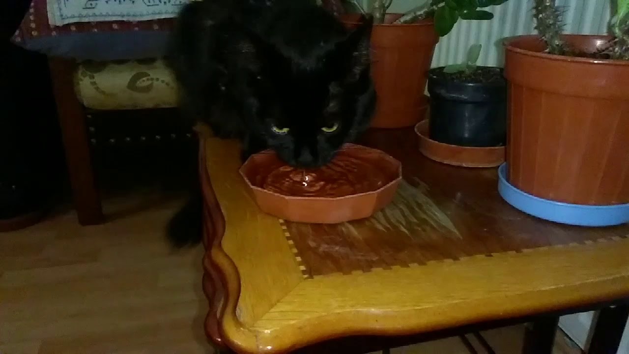 Kediler Nasıl Su İçer? Ağır Çekim How Cats Drink Water? Slow Motion