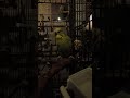 #wellensittich #Wellie #Wellis #Wellensittiche #budgies #budgie #vogel #vögel #bird #birds #animal