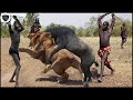 Whole Tribe Together Hunt Lion King To Avenge Livestock