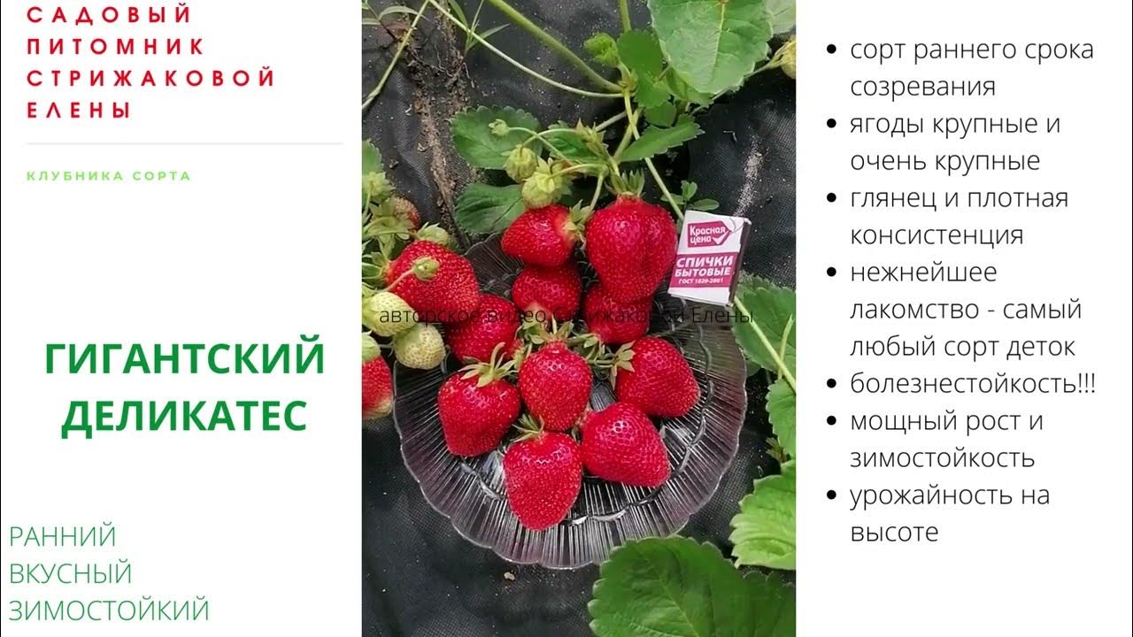 Клубника деликатес описание сорта фото СОРТ РАННЕЙ КЛУБНИКИ "ГИГАНТСКИЙ ДЕЛИКАТЕС" - YouTube