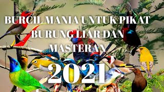 Burcil Kompilasi Baru Untuk PIKAT & MASTERAN Silahkan diCoba