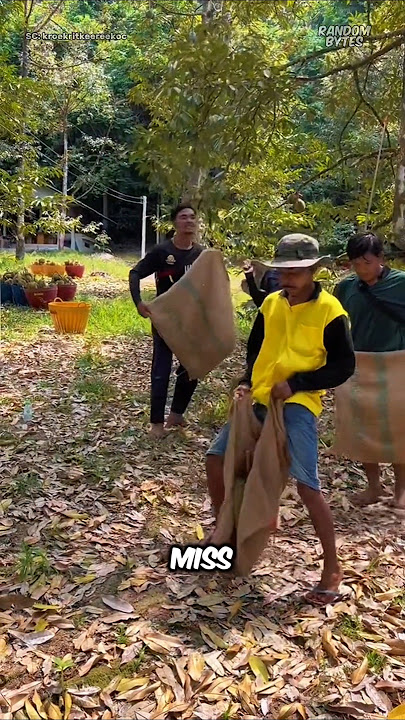 The Struggle of Harvesting Durian ❗