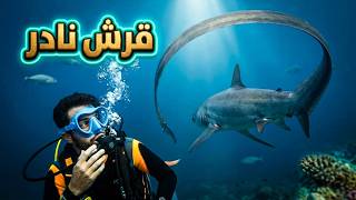Face-À-Face Avec Le Requin Le Plus Rare Au Monde Aux Philippines Malapascua