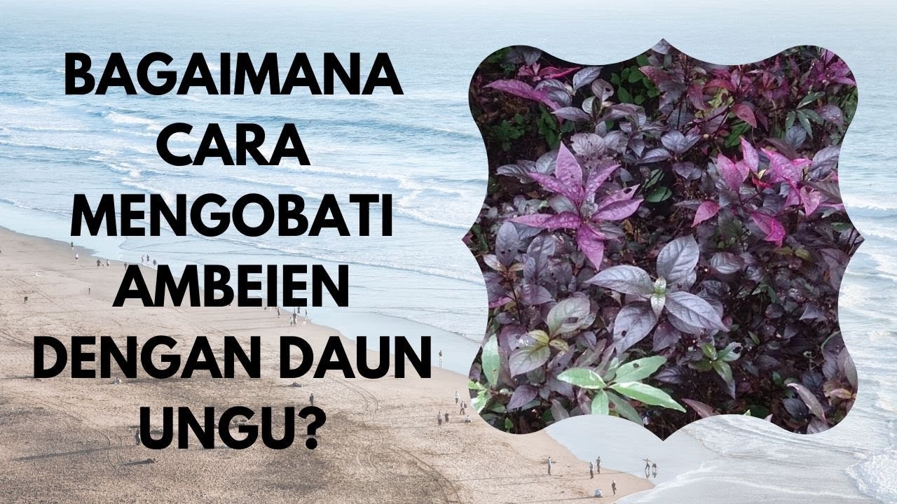 BAGAIMANA CARA MENGOBATI AMBEIEN DENGAN DAUN UNGU?