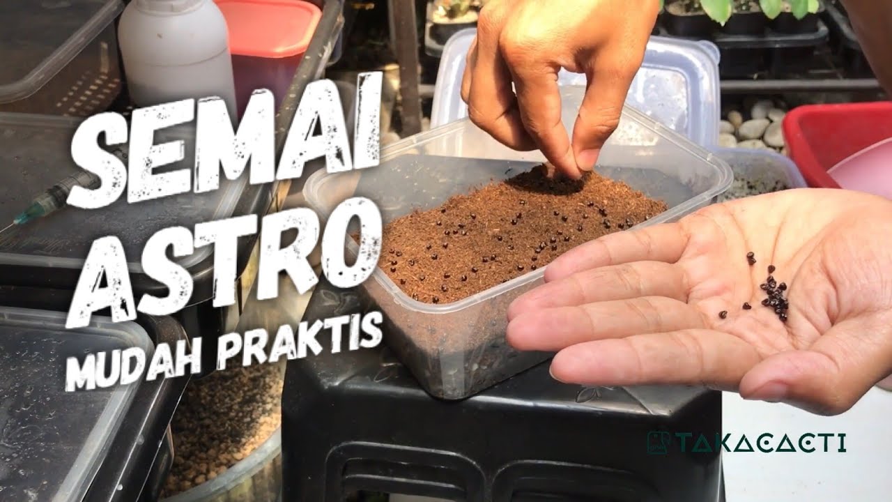 Mudah dijamin tumbuh, Cara Semai Benih Biji Kaktus Astro Menggunakan Box Mika