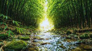 Relaxing Bamboo Tunnel Stream 🌙 Gentle Water Sounds for Sleep & Meditation