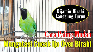 CARA MENGATASI CUCAK IJO OVER BIRAHI || PERAWATAN HARIAN CUCAK IJO OVER BIRAHI