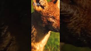 Monkey Searching for Food 🐒 | Cute &amp; Smart Jungle Animal  | Discover Kids World