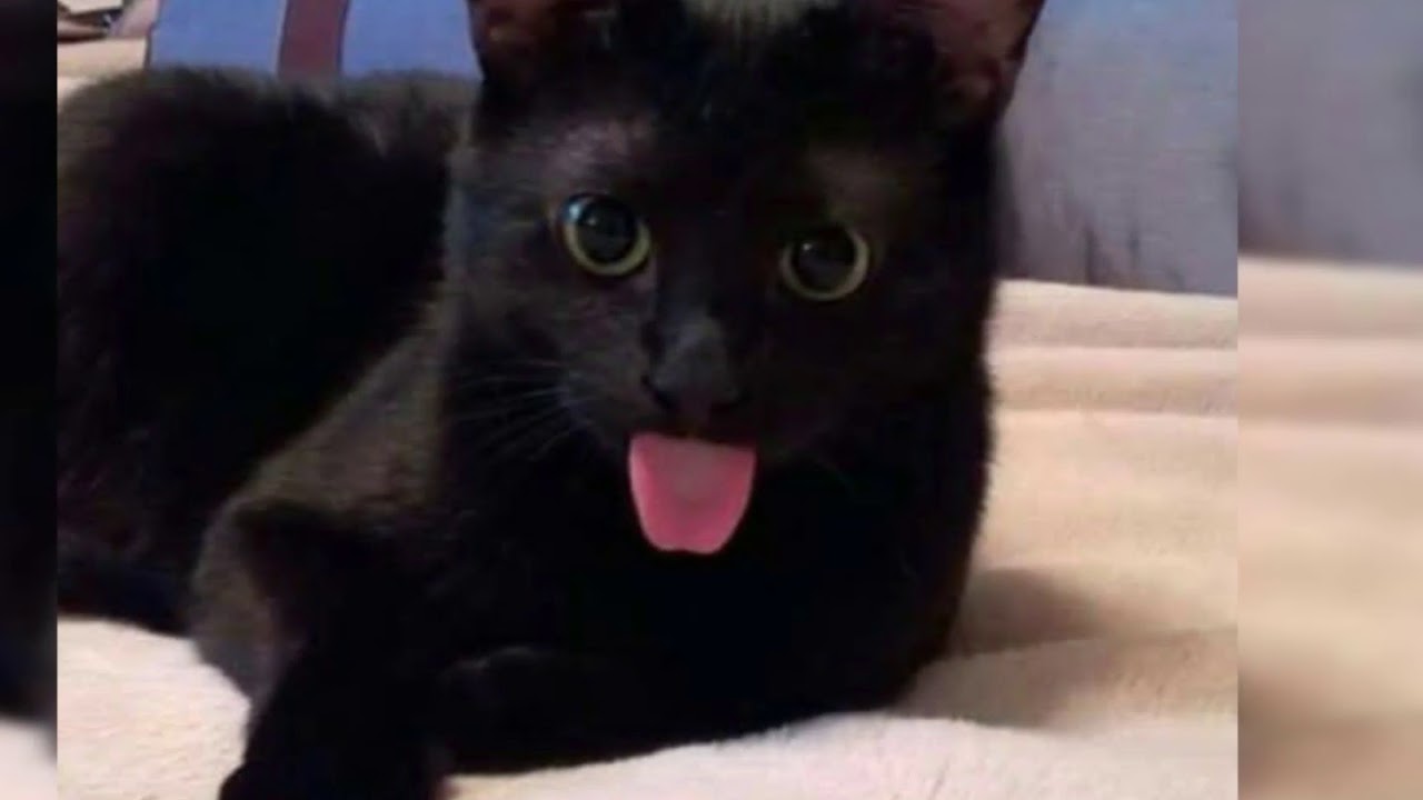 gambar gambar kucing - YouTube