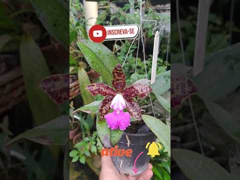 Floração de Orquideas