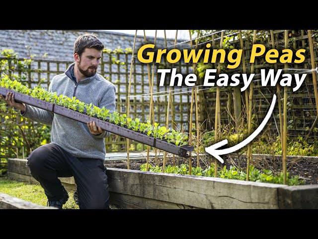 How to Grow Peas | The Simple Guide to a Fantastic Harvest class=