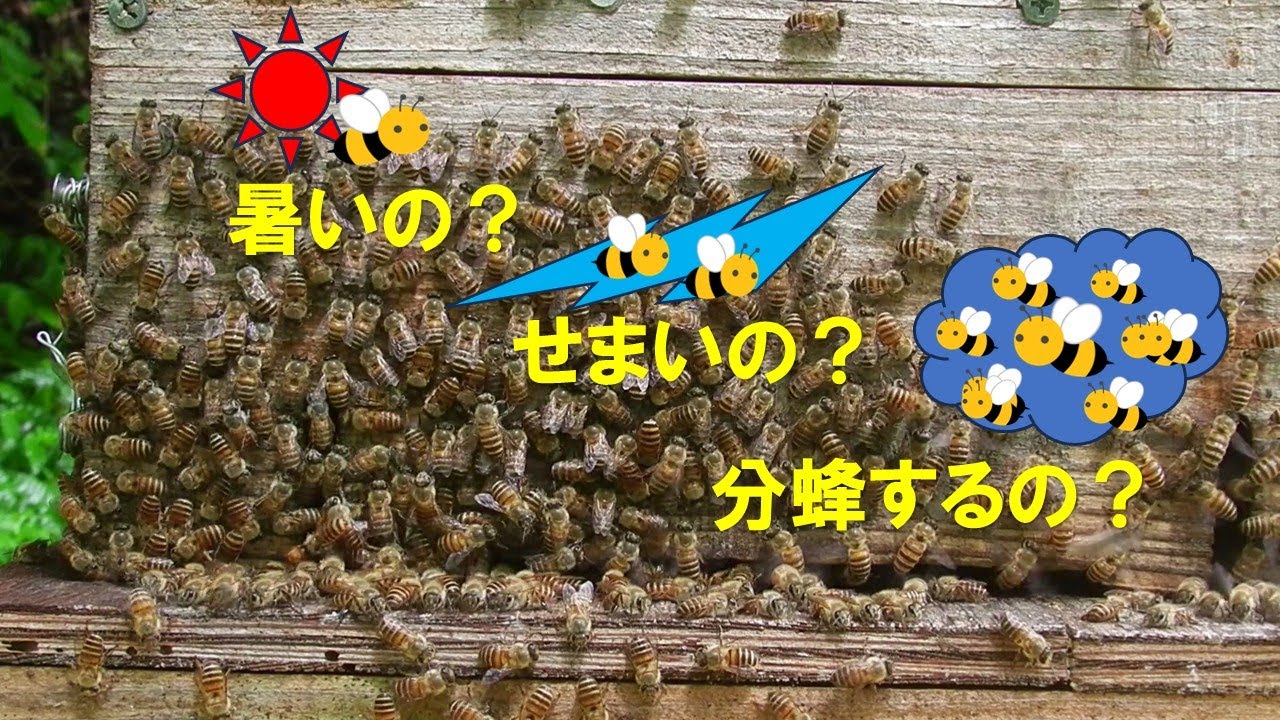 日本蜜蜂　巣門から蜂さんが溢れています！