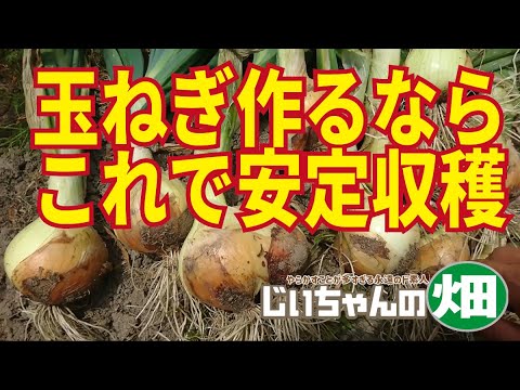 How to grow onions. We will introduce tips on soil preparation